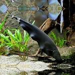Black Knife Fish