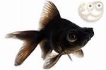 Black Moor