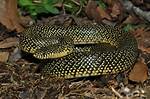 Black Pepper Snake