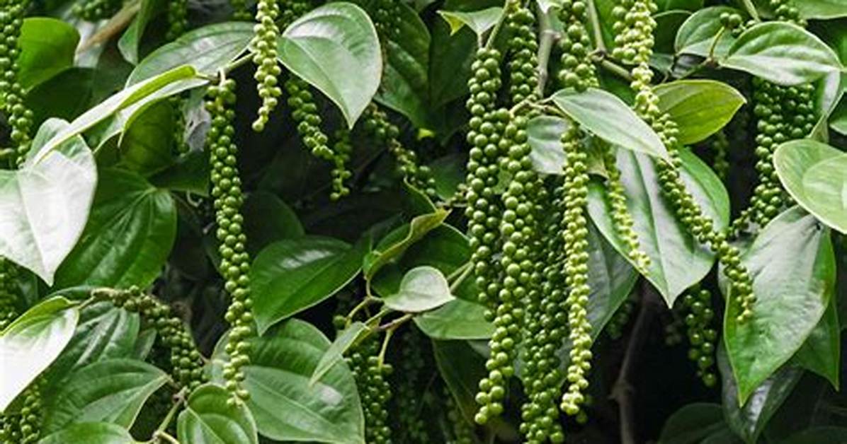 Black Pepper Tree