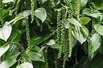 Black Pepper Tree