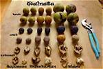 Black Walnuts vs Walnuts