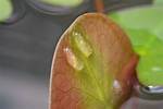 Bladder Snail Eggs