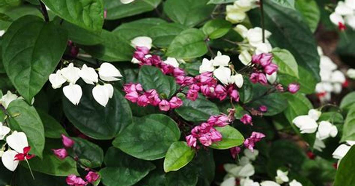Bleeding Heart Vine