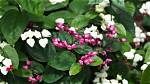 Bleeding Heart Vine