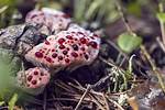Bleeding Tooth Mushroom