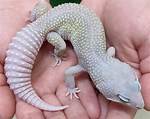 Blizzard Leopard Gecko