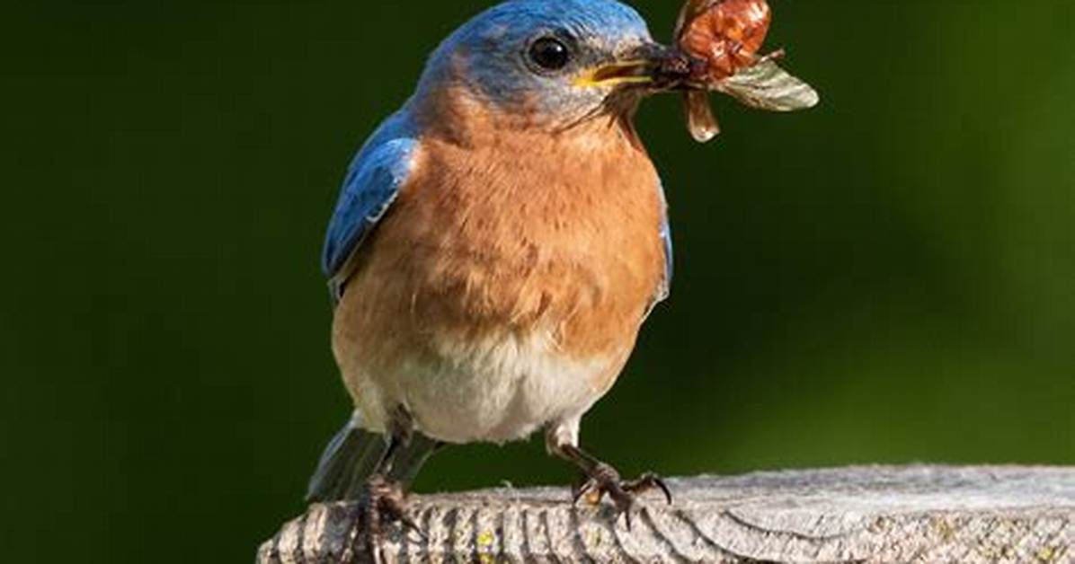 Blue Bird