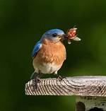 Blue Bird