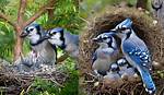 Blue Jay Eggs