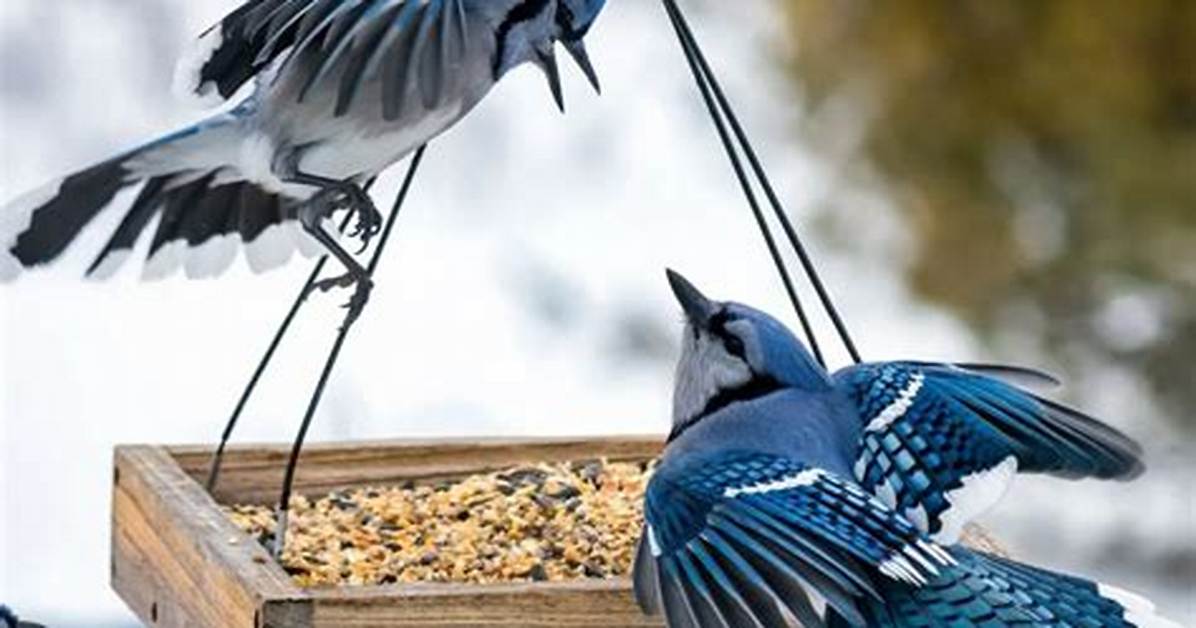 Blue Jay Feeder