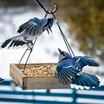 Blue Jay Feeder