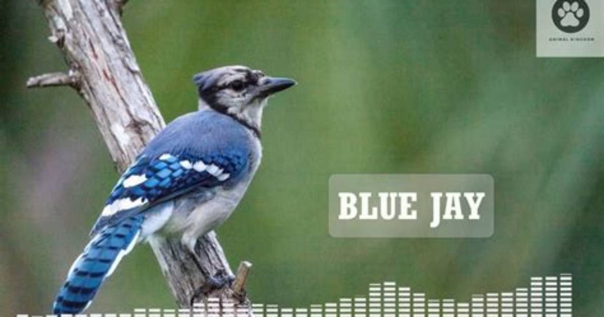 Blue Jay Sounds