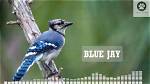 Blue Jay Sounds