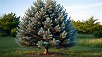 Blue Pine Tree