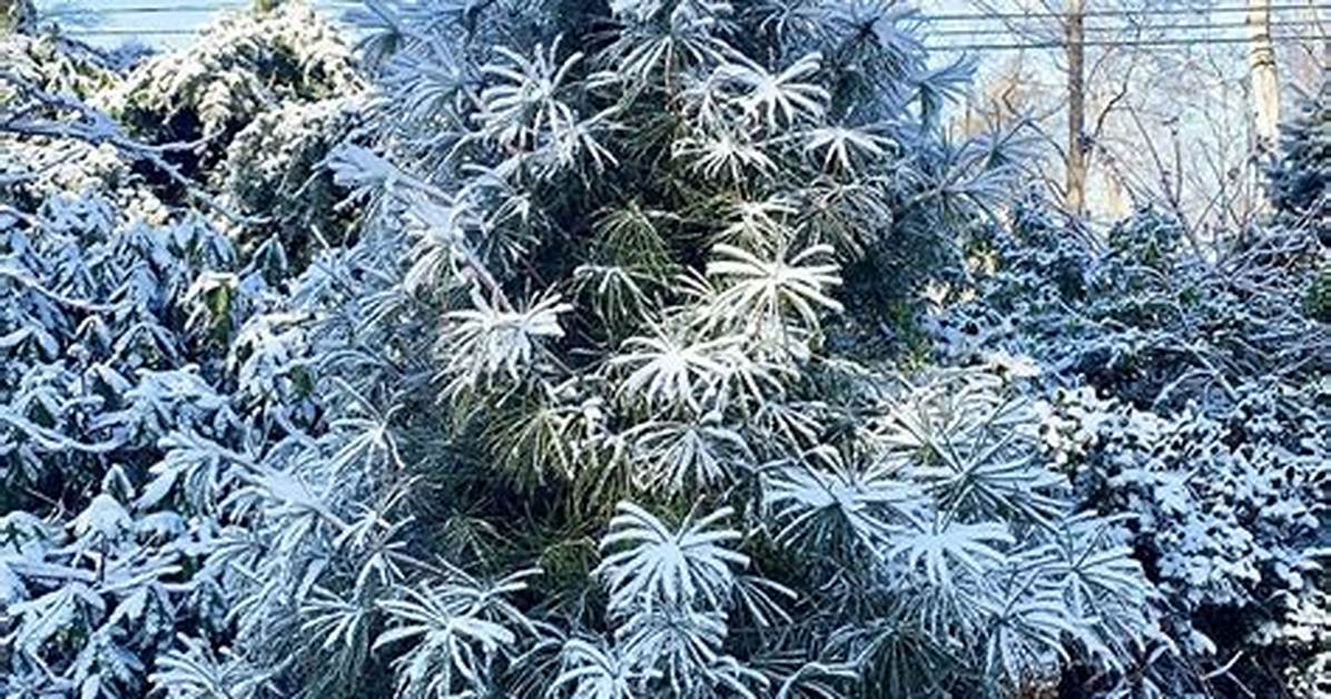 Blue Pine