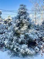 Blue Pine