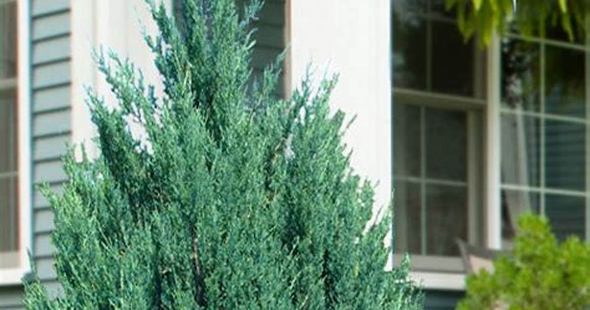 Blue Point Juniper Tree