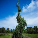 Blue Point Juniper Tree