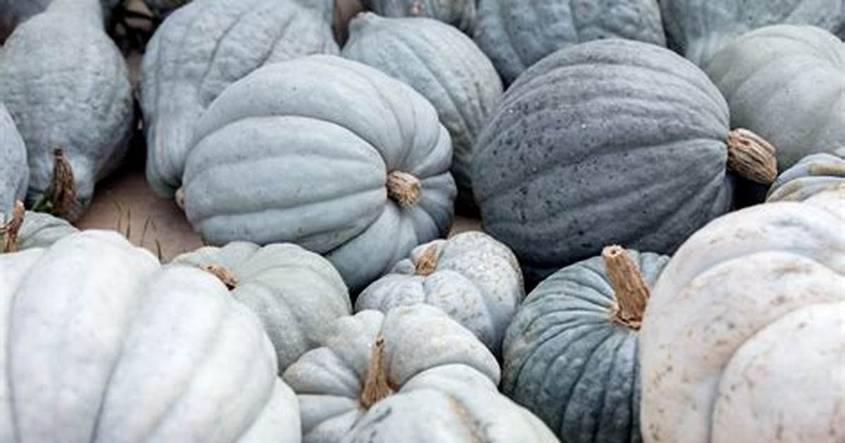 Blue Pumpkins
