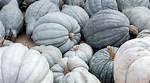 Blue Pumpkins
