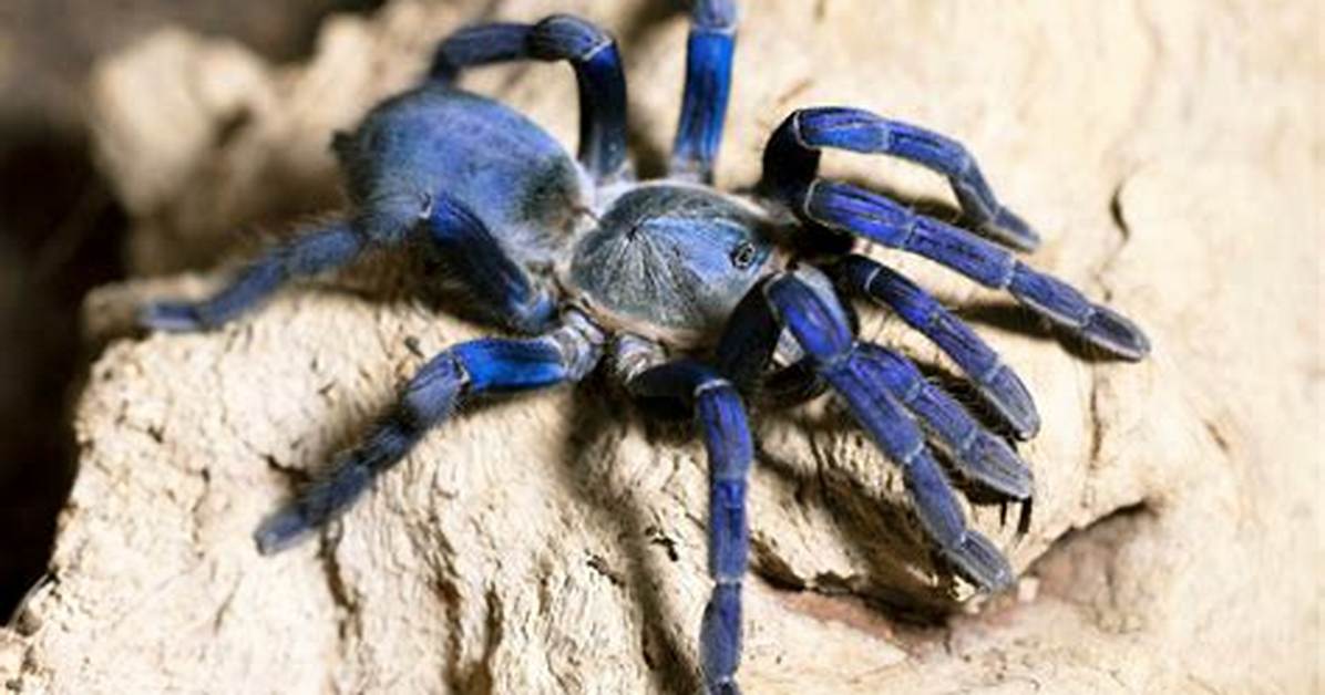 Blue Tarantula