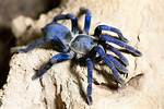 Blue Tarantula