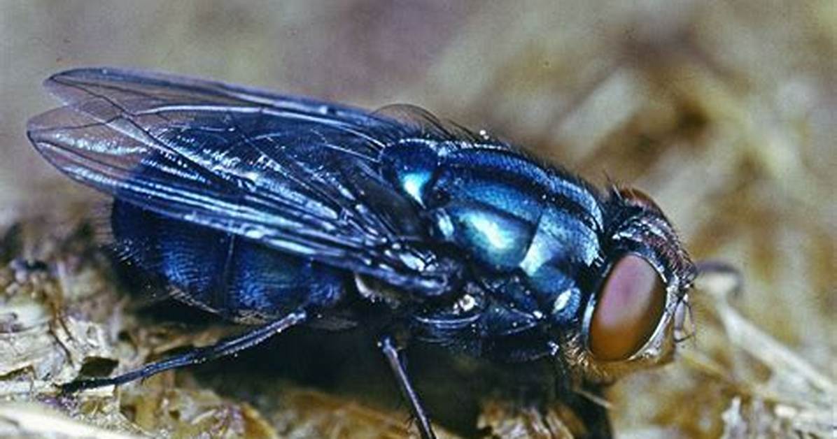 Bluebottle Fly