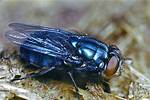 Bluebottle Fly