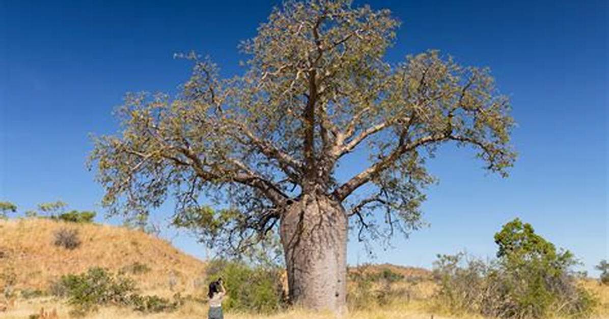 Boab Tree