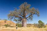 Boab Tree