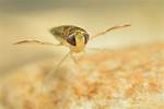 Boatmen Bugs