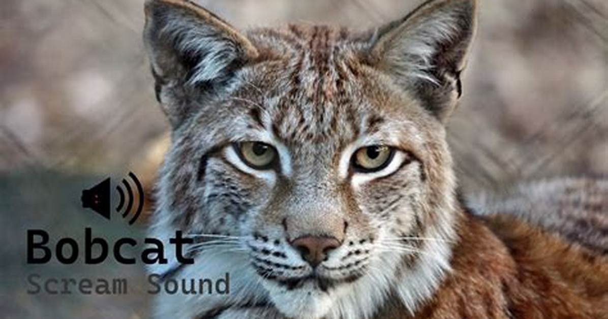 Bobcat Noises