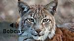 Bobcat Noises