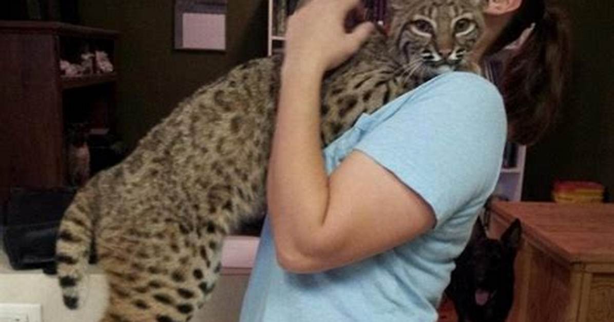 Bobcat Pet