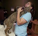 Bobcat Pet