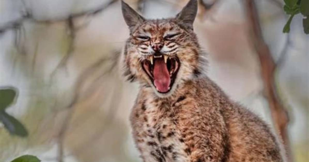 Bobcat Screaming