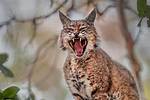 Bobcat Screaming