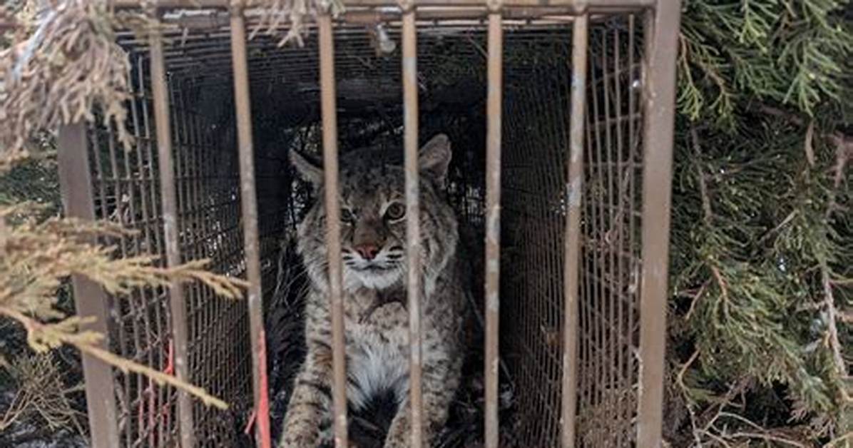 Bobcat Trap