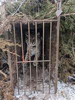 Bobcat Trap