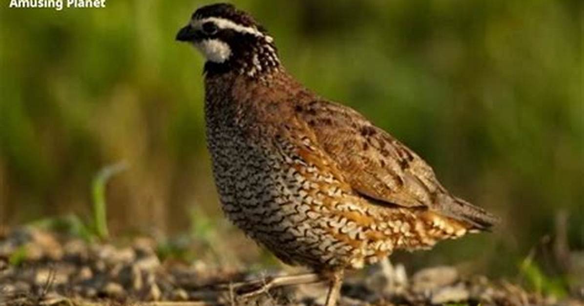Bobwhite Call