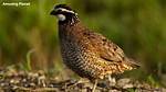 Bobwhite Call
