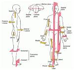 Body Directional Terms