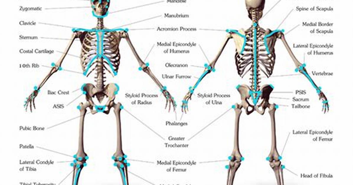 Body Landmarks