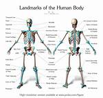 Body Landmarks