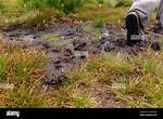 Boggy Ground