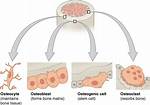 Bone Cells Are Called
