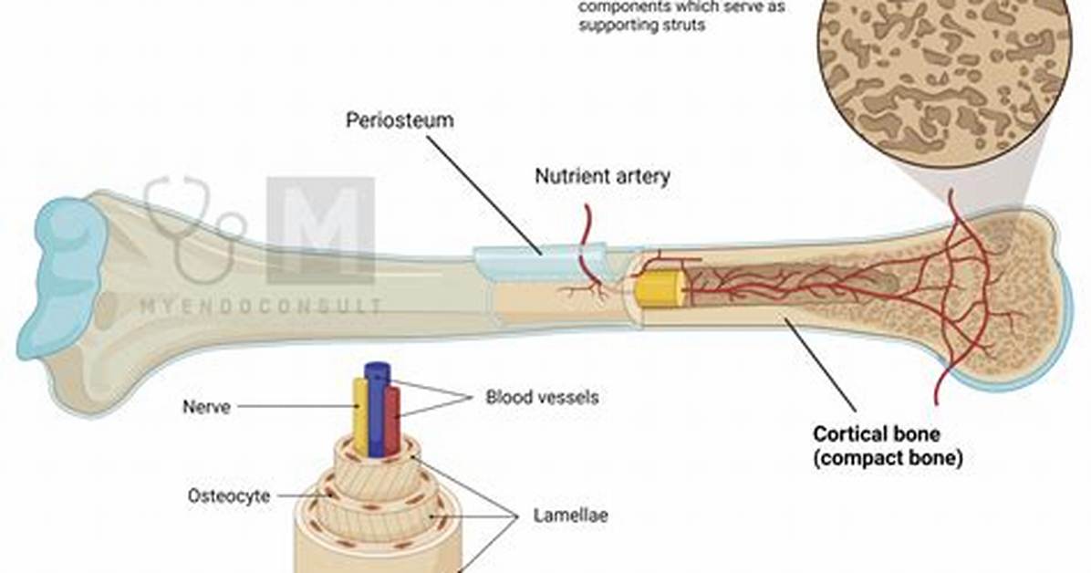 Bone Cortex