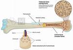 Bone Cortex