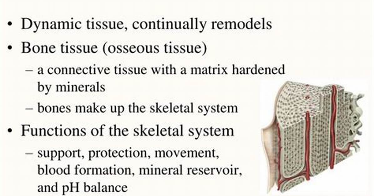 Bone Tissue Function